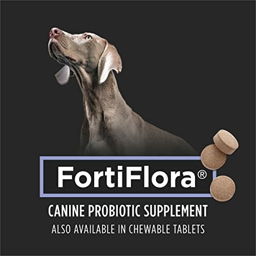 Dog with FortiFlora canine probiotic supplement tablets.