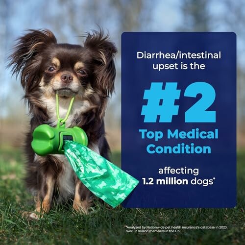 Chihuahua with a poop bag, highlighting dog medical condition statistic.