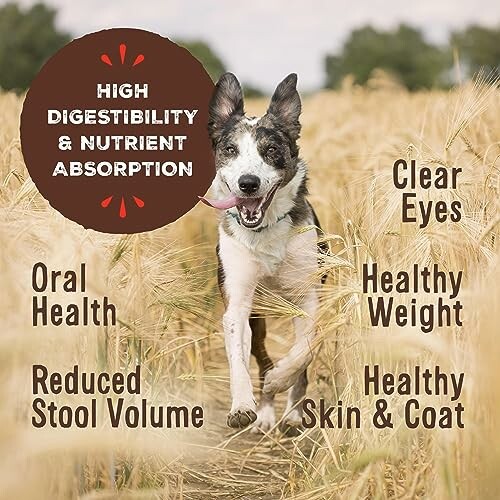 Dog running through field with nutrition benefits highlighted.