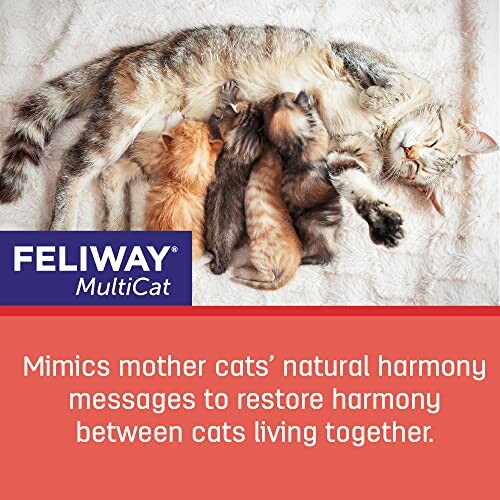 A mother cat with kittens lying together, promoting Feliway MultiCat.