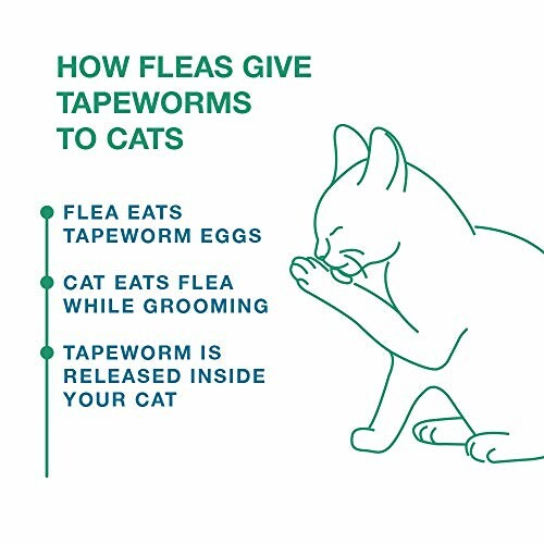 Diagram showing how fleas transmit tapeworms to cats.