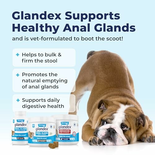 Bulldog with Glandex products for healthy anal glands.